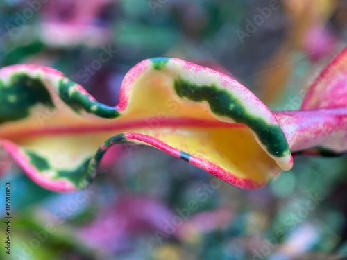 Closeup of curled pink tipped green and yellow leaf. photo