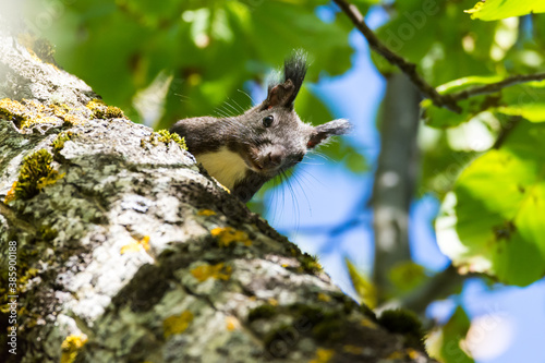 Squirrel eating walnuts on the tree  © Julija