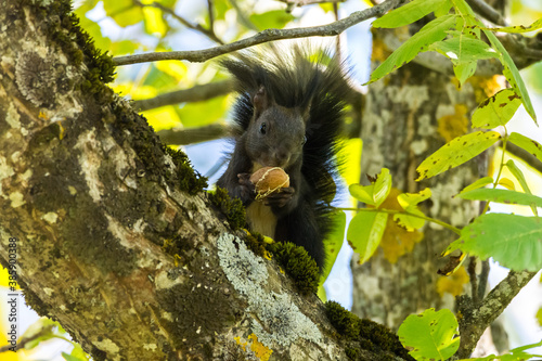 Squirrel eating walnuts on the tree 