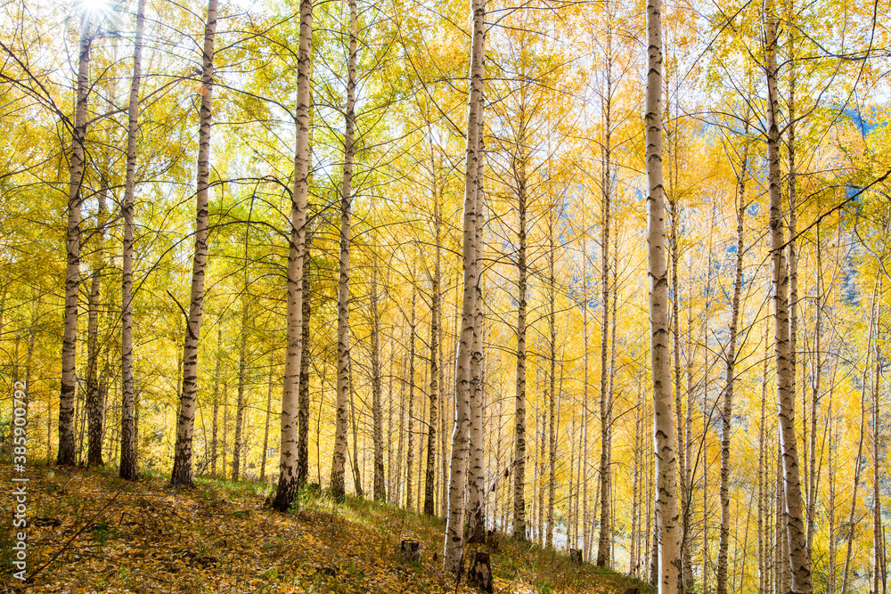 Autumn landscape. Beautiful birch trees. Walk in the birch forest. Natural background. Place to insert text. Autumn landscape. Beautiful birch trees. Walk in the birch forest. Natural background. Place to insert text.