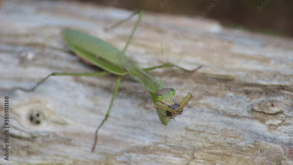 ゾウリムシを食べるカマキリ
