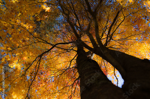 箕輪ダムの紅葉 photo