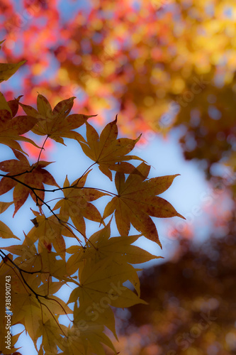 箕輪ダムの紅葉 photo