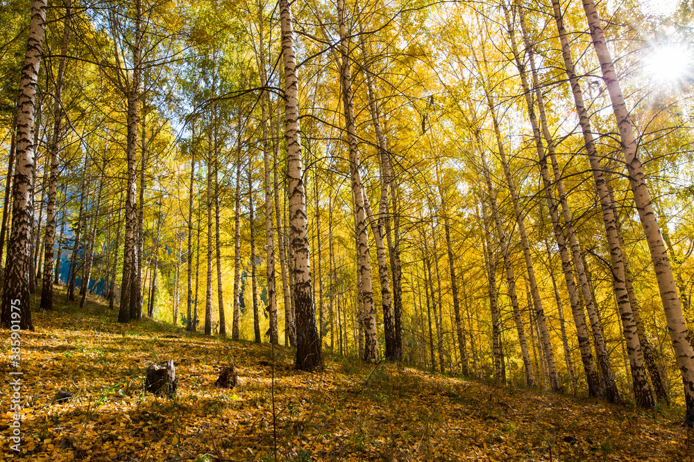 Obraz premium Autumn landscape. Beautiful birch trees. Walk in the birch forest. Natural background. Place to insert text.
