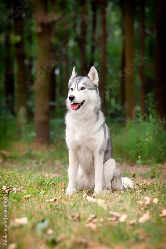 A young Siberian Husky female is sitting at the forest on the green grass with leaves. She has amber eyes  grey and white fur. A trail crossing the copse  and there are a lot of trees in background.