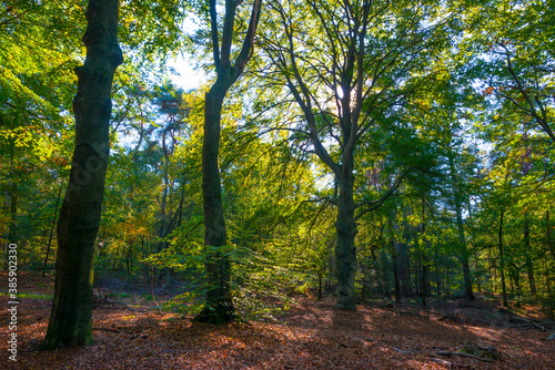Fototapeta Naklejka Na Ścianę i Meble -  Trees in autumn colors in a forest in bright sunlight at fall, Baarn, Lage Vuursche, Utrecht, The Netherlands, October 16, 2020