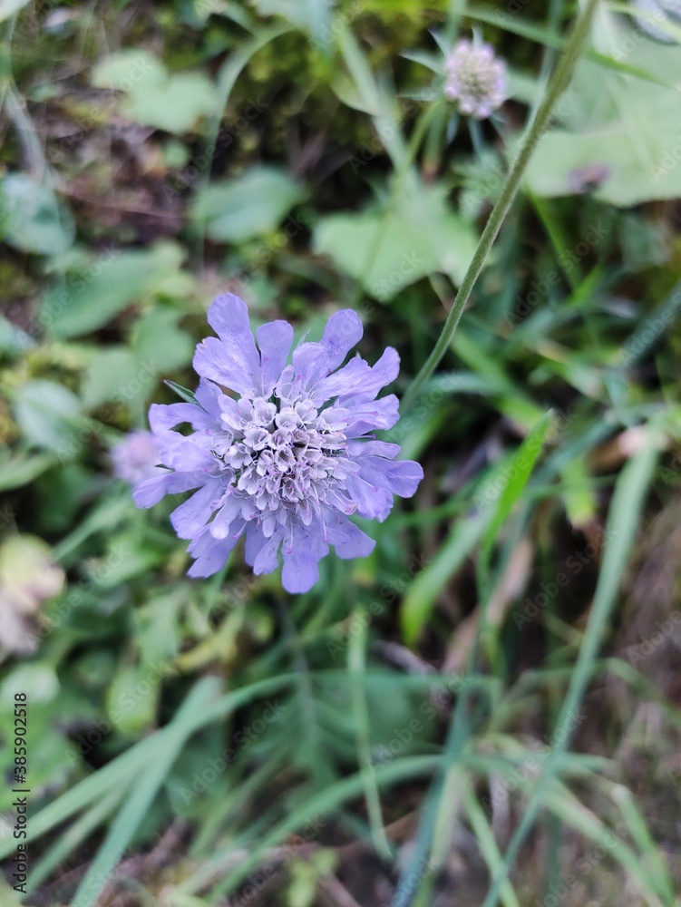 Obraz premium bee on a flower
