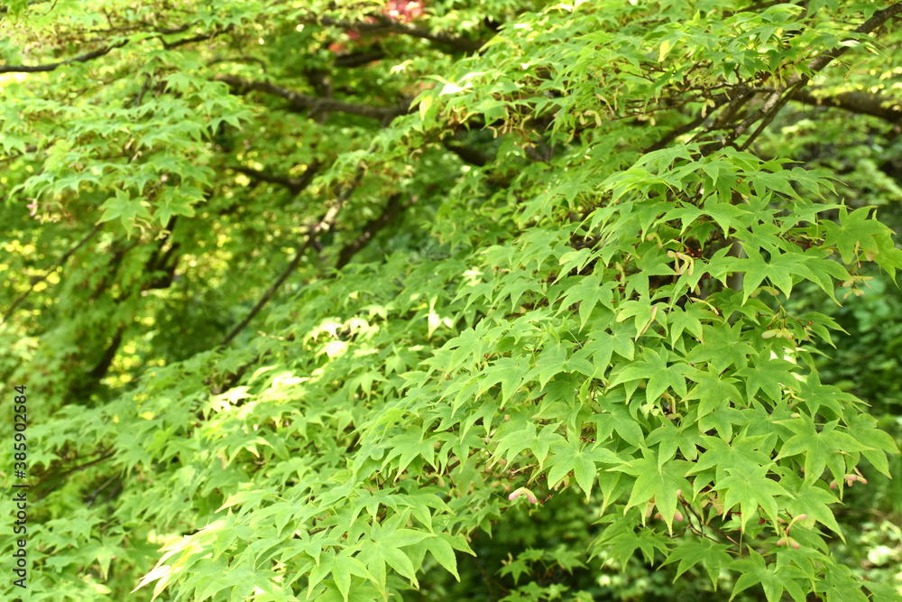 Obraz premium もみじ