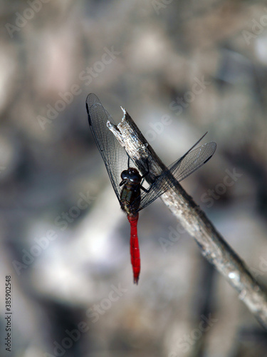 Fiery Skimmer Dragonfly - Orthetrum villosovittatum photo