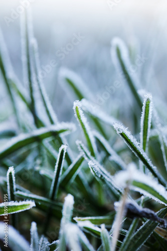 Grass in the frost.Rimes on plants in the garden. Winter natural plant background in cold blue tones. November and December.Winter nature wallpaper in pastel colors with blurred focus © Yuliya