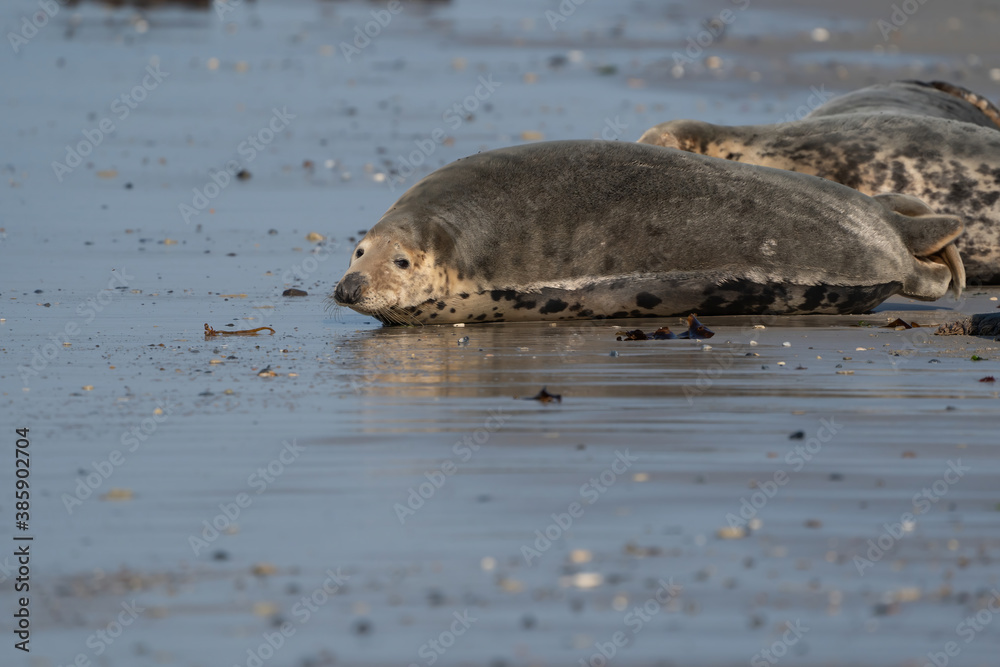 Fototapeta premium Wild gray seal colony on the beach and in the sea. Lots of seaweed. Dune, Germany. Group with different shapes and sizes of gray seal