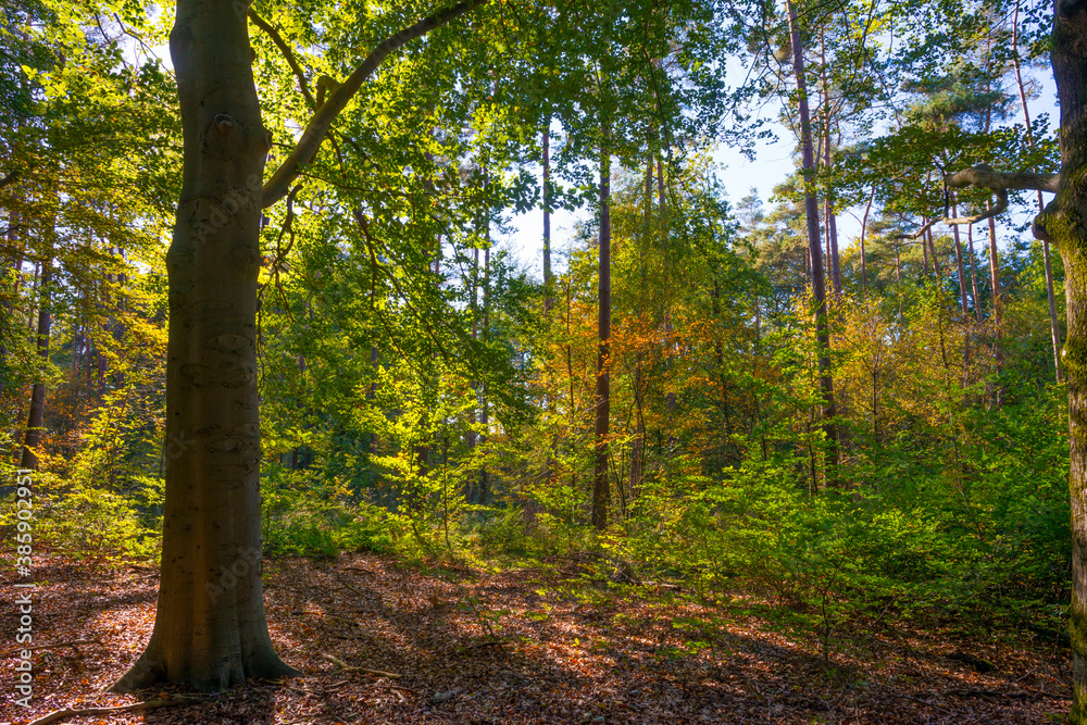 Fototapeta premium Trees in autumn colors in a forest in bright sunlight at fall, Baarn, Lage Vuursche, Utrecht, The Netherlands, October 16, 2020