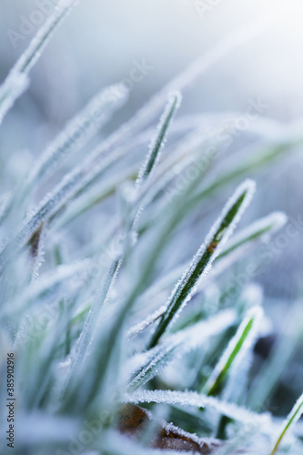 Grass in the frost.Rimes on plants in the garden. Winter natural plant background in cold blue tones. November and December.Winter nature wallpaper in pastel colors with blurred focus