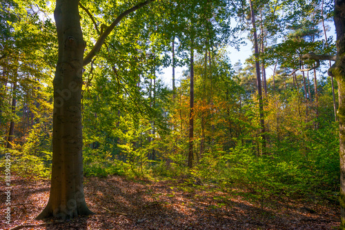 Trees in autumn colors in a forest in bright sunlight at fall, Baarn, Lage Vuursche, Utrecht, The Netherlands, October 16, 2020