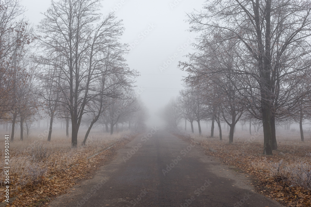 Old asphalt road in autumn park with trees in the fog Old asphalt road in autumn park with trees in the fog