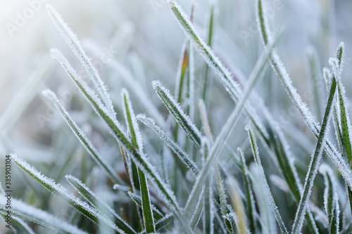 Grass in the frost.Rimes on plants in the garden. Winter natural plant background in cold blue tones. November and December. Late Autumn.Winter nature wallpaper in pastel colors with blurred focus © Yuliya