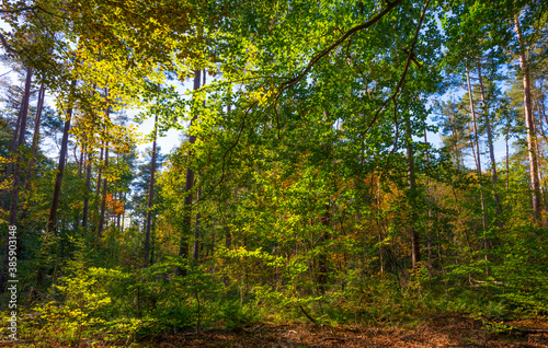 Trees in autumn colors in a forest in bright sunlight at fall  Baarn  Lage Vuursche  Utrecht  The Netherlands  October 16  2020