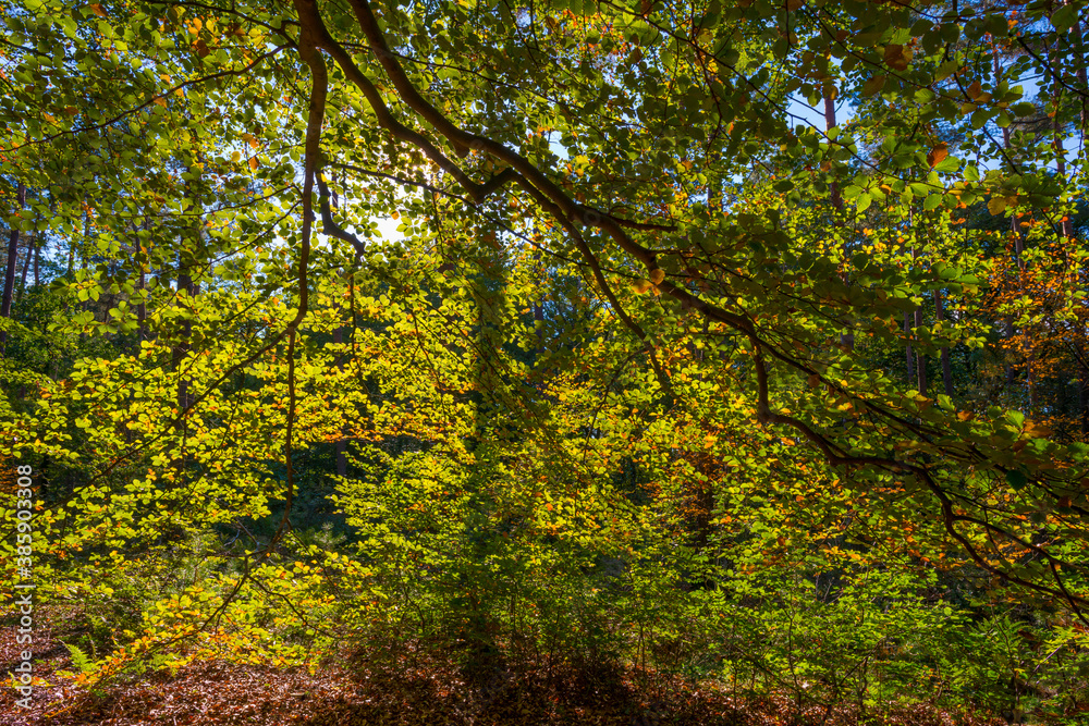Lush foliage of trees in autumn colors in a forest in bright sunlight at fall, Baarn, Lage Vuursche, Utrecht, The Netherlands, October 16, 2020 Lush foliage of trees in autumn colors in a forest in bright sunlight at fall, Baarn, Lage Vuursche, Utrecht, The Netherlands, October 16, 2020