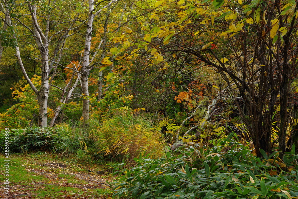 Naklejka premium 紅葉した秋の森の木々。