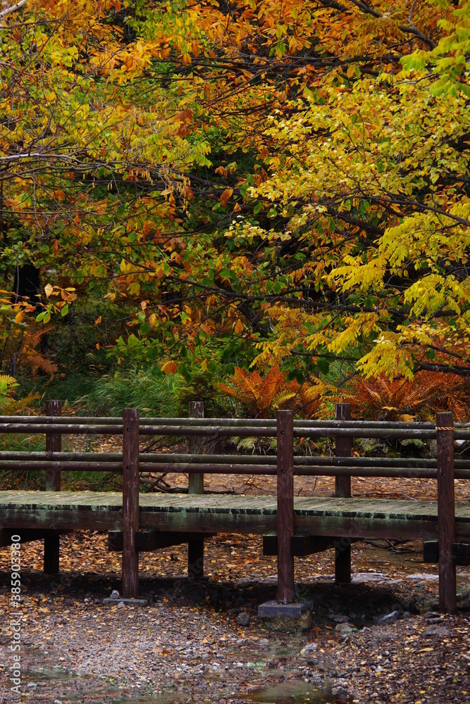 紅葉した秋の森の古い橋。