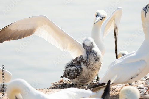 Foto Fresh close-up of young northern gannet standing in front of large adult with wings spread