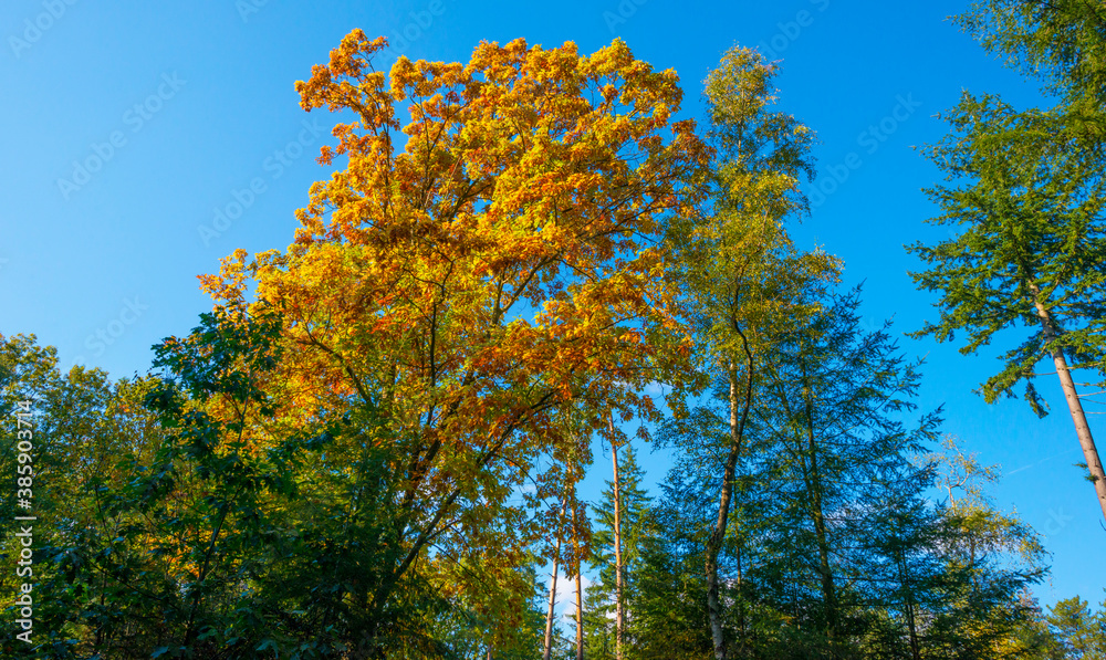 Lush foliage of trees in autumn colors in a forest in bright sunlight at fall, Baarn, Lage Vuursche, Utrecht, The Netherlands, October 16, 2020