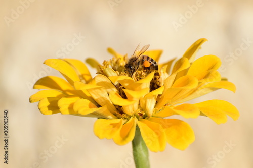 bee on yellow flower © Greykin.Nest