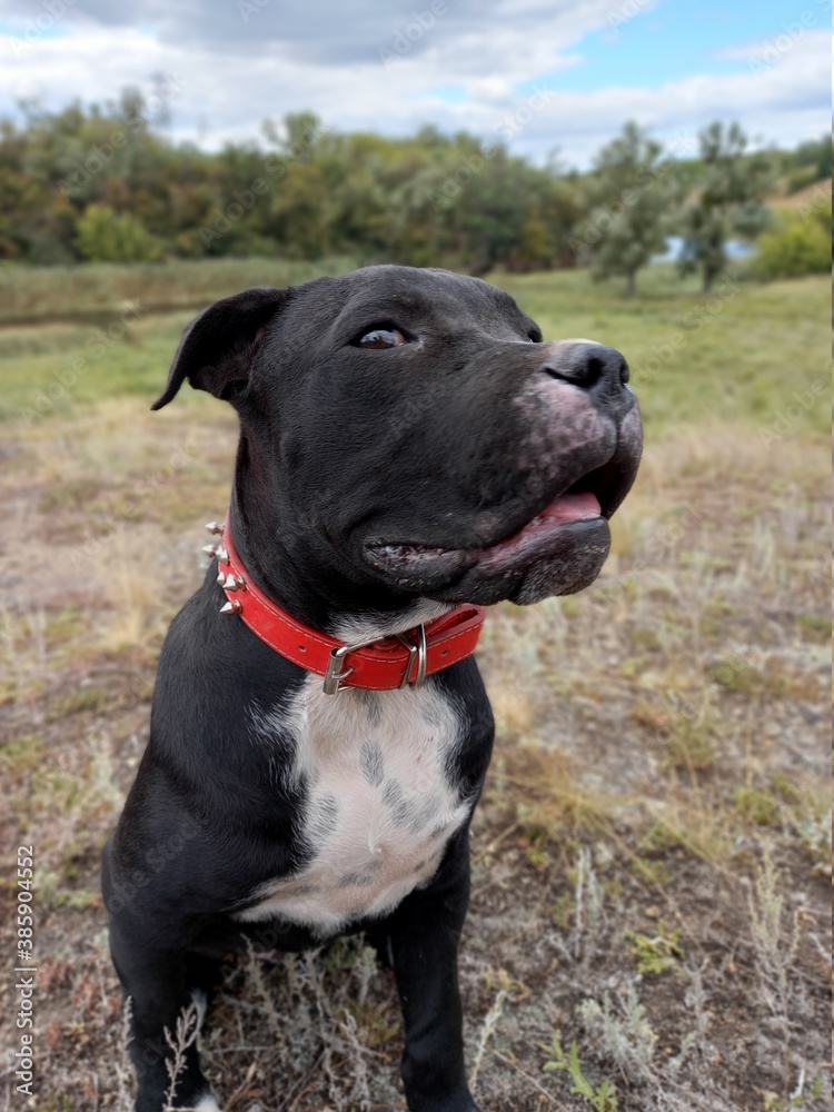 black labrador retriever black labrador retriever
