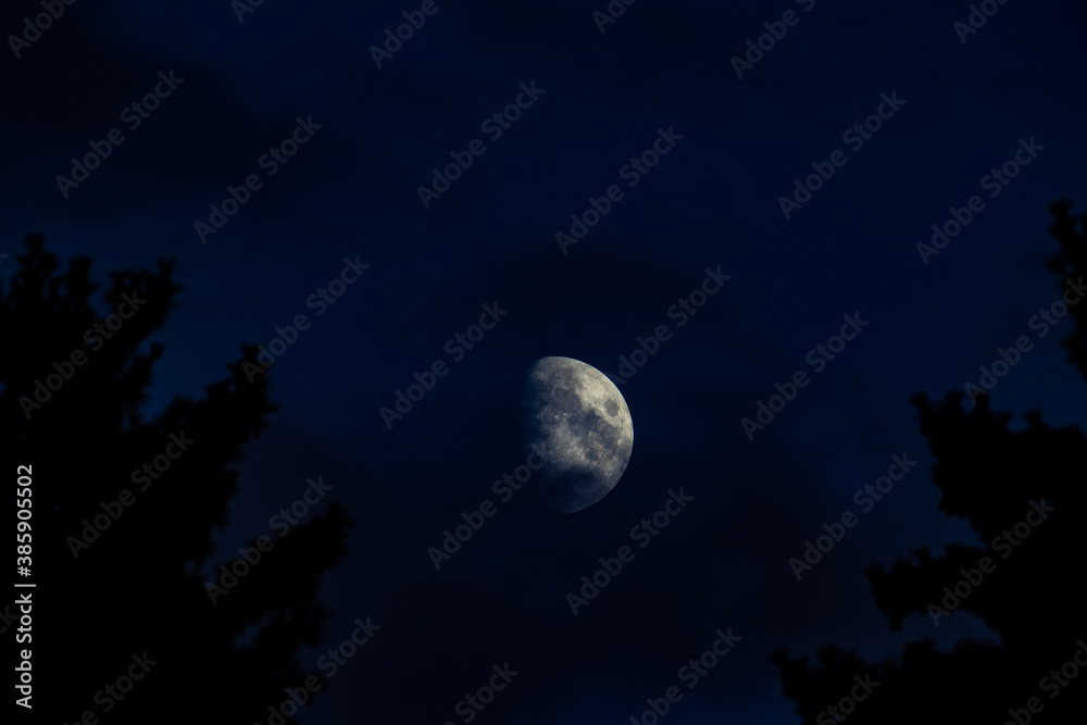 Fototapeta premium Moon between the Tree