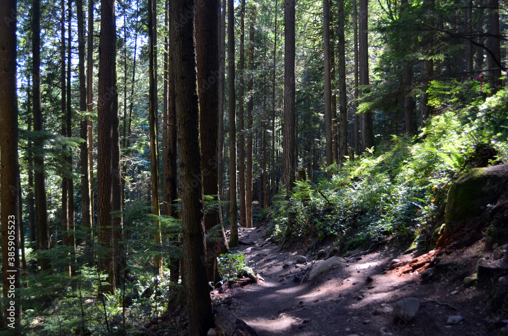 Obraz premium Vancouver, Canada - Baden-Powell Trail to Quarry Rock
