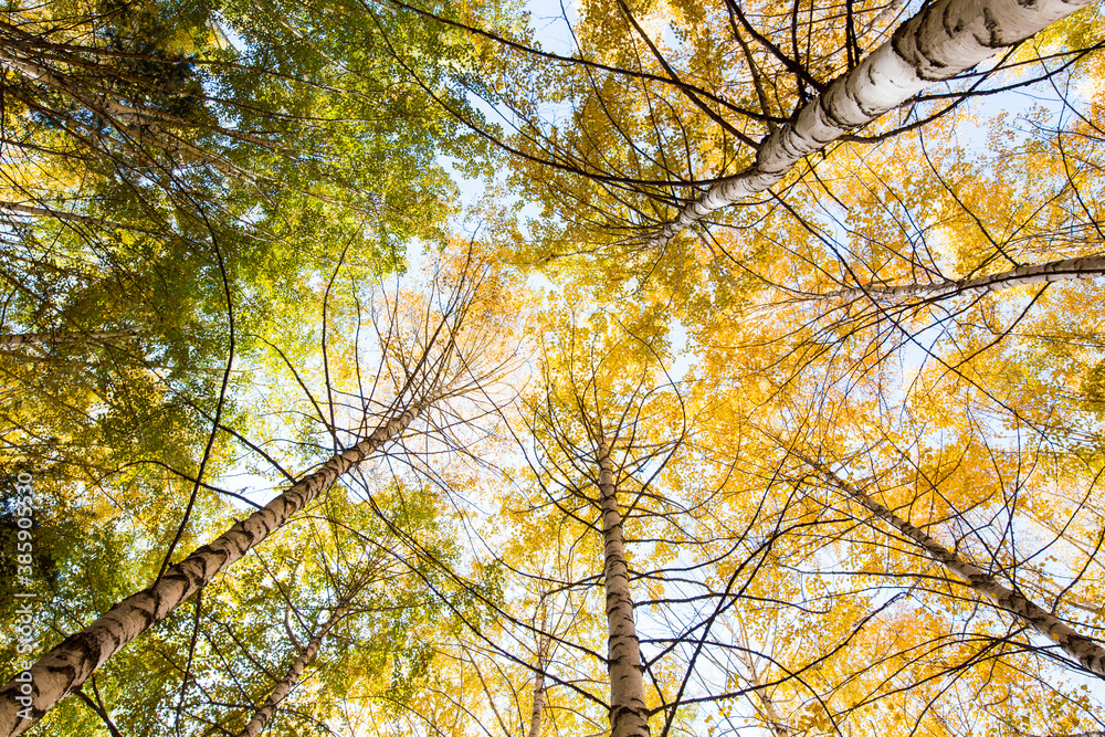Fototapeta premium Autumn. Beautiful yellow birch leaves and branches of larch trees on a background of blue clear sky. Natural background. Place to insert text.