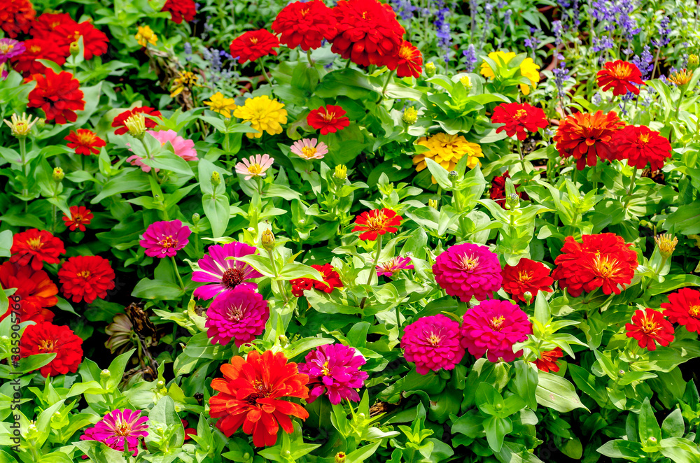 Chrysanthemums on the lawn Chrysanthemums on the lawn