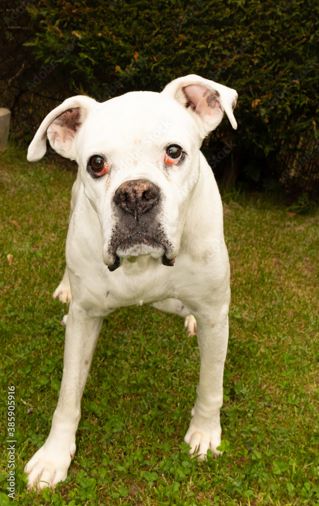 Cute female of white boxer with a nice looking in a garden.