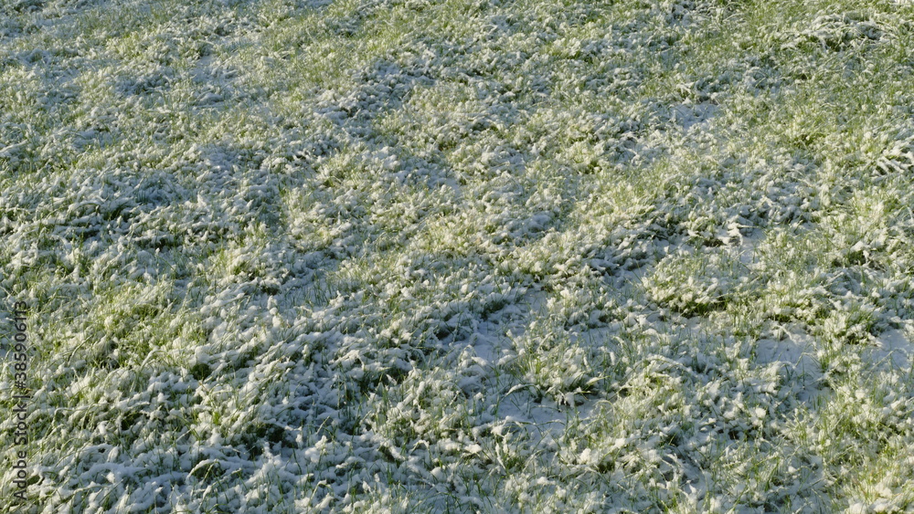 Fototapeta premium white snow covered the young grass