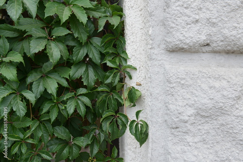 Green Creeper Plant on old building facade. Ivy wall background.