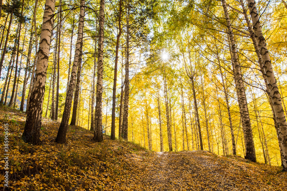 Obraz premium Autumn landscape. Beautiful birch trees. Walk in the birch forest. Natural background. Place to insert text.