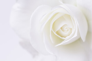 Abstract floral background, white rose flower petals. Macro flowers backdrop for holiday design. Soft focus