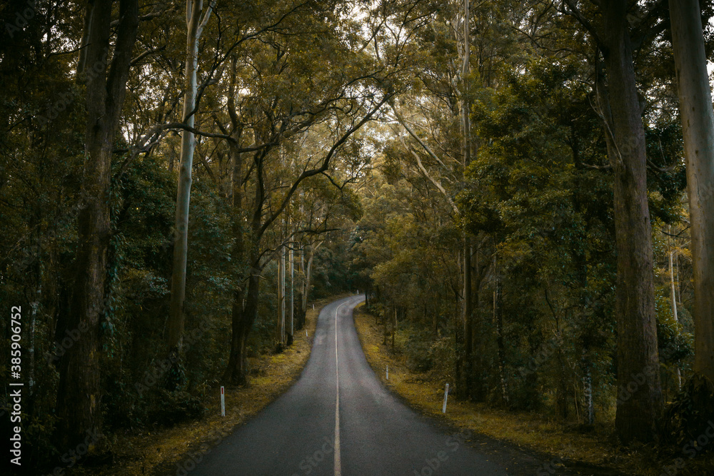 Obraz premium Landscape view with road in the forest, Queensland Australia.