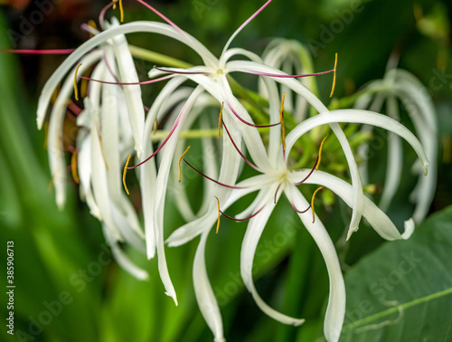 Hymenocallis caribaea also known as Caribbean spider-lily on green blurred background. Selective focus. photo