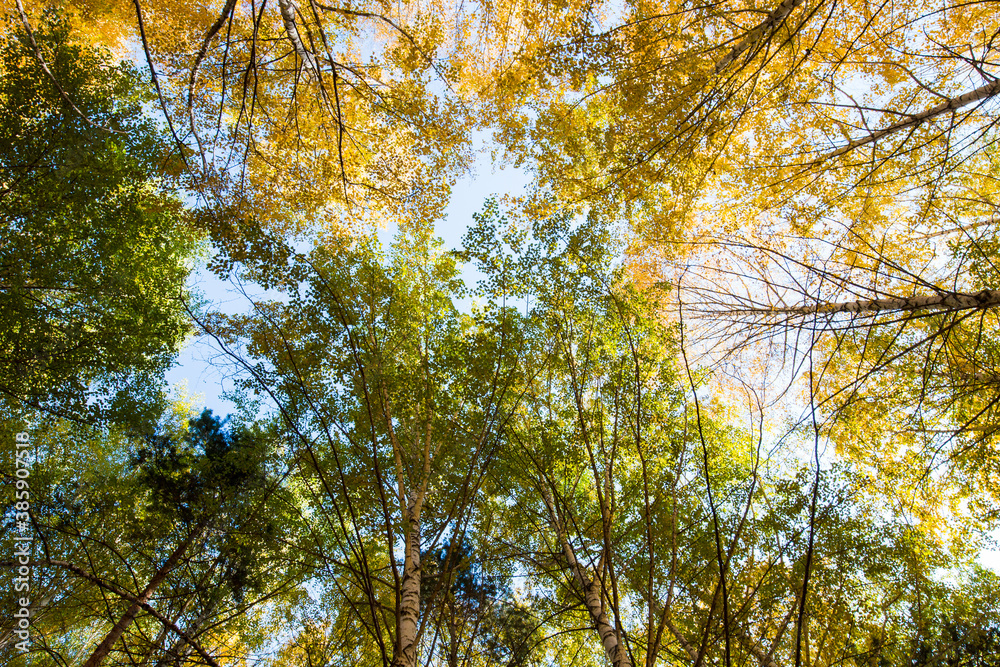 Fototapeta premium Autumn. Beautiful yellow birch leaves and branches of larch trees on a background of blue clear sky. Natural background. Place to insert text.