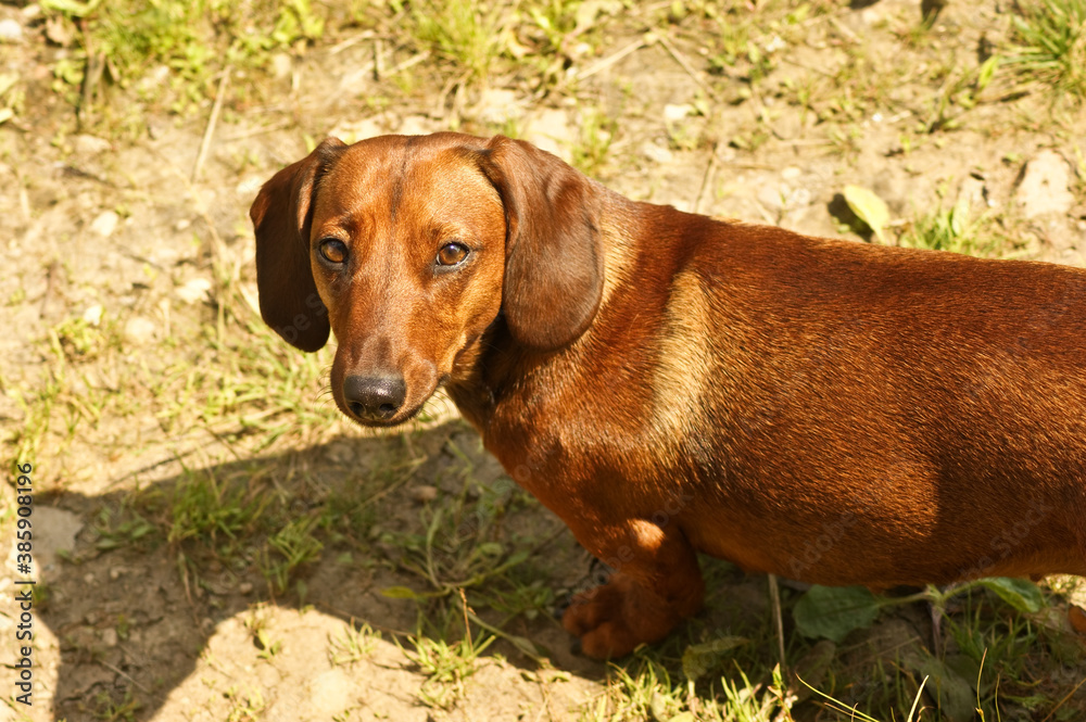 A smooth-haired dachshund iwalks through the forest in summer.