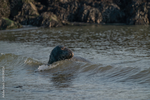 One Grey Seal, Halichoerus grypus. Swimming in the sea with head above water. Looking at camera