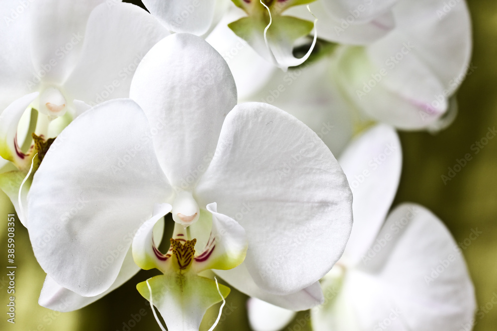 inflorescence of white smooth orchids against the background of curtains at home. inflorescence of white smooth orchids against the background of curtains at home.