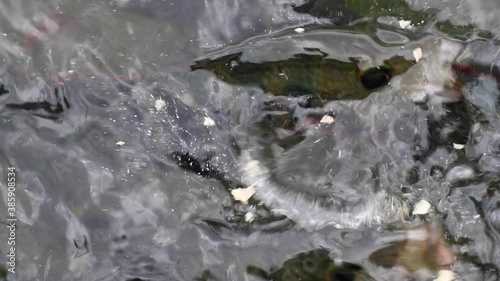 Feeding aggressive Mayaheros urophthalmus (Cichlasoma urophthalmum), also known as Mayan Cichlid or Mexican mojarra. Philopatric, euryhaline, territorial and invasive species of cichlid. photo