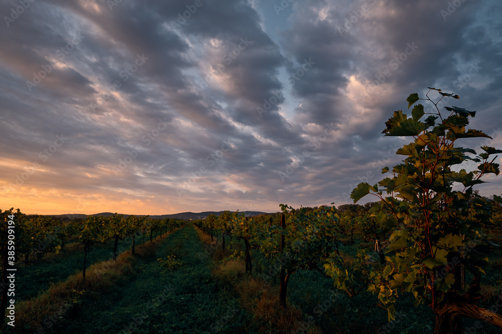 Autumn, earlier in the morning, the first rays of the sun illuminate the vineyards. North Caucasus, vineyards after harvest. Vineyard landscape, sky covered with clouds, copy space