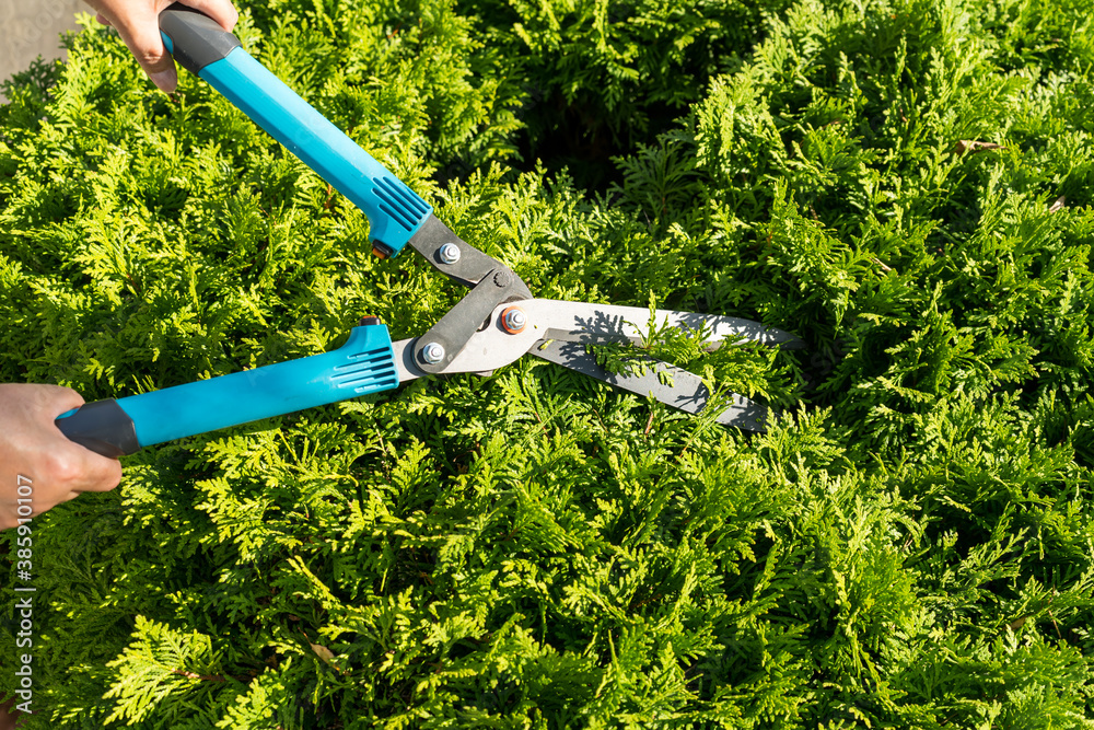 Obraz premium Garden shears in female hands cut off the top of the thuja. View from above