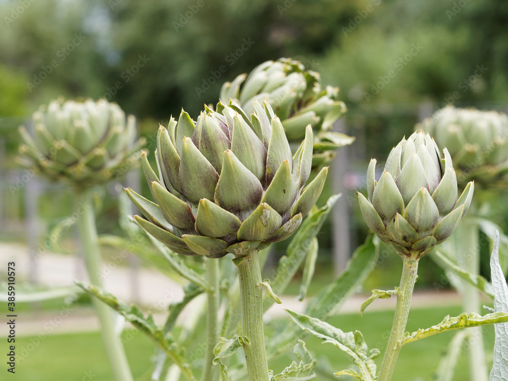 (Cynara scolymus) Têtes d'artichauts comestibles le Gros vert de Laon ou d'Italie à gros fruit vert de forme arrondie à capitules bordées de pourpre (Cynara scolymus) Têtes d'artichauts comestibles le Gros vert de Laon ou d'Italie à gros fruit vert de forme arrondie à capitules bordées de pourpre