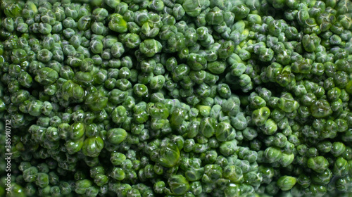 broccoli very closeup macro view isolated on white background