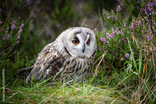 A close up of a long eared owl hiding in the heather. it appears to be crouching down and looks alert with large orange eyes