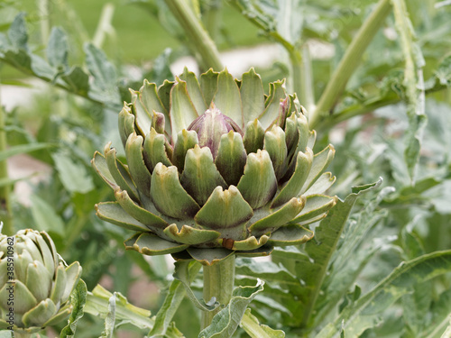 (Cynara scolymus) Artichaut 'Gros vert de Laon ' ou 'Tête de chat', gros fruit vert bordé de pourpre sur très hautes tiges photo